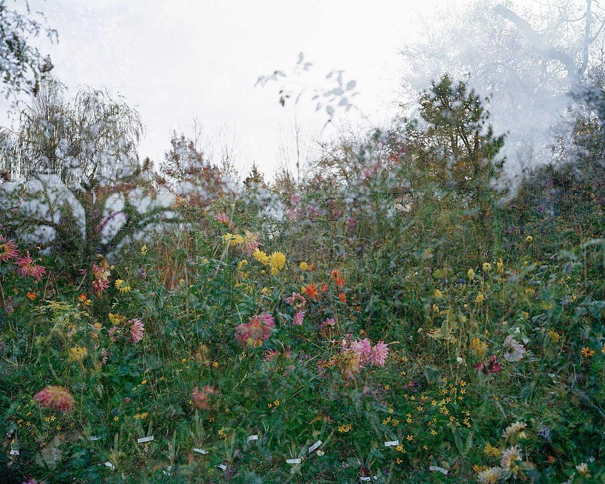 Horizontal Garden, Giverny